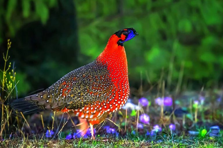 Nature & Wildlife Expeditions